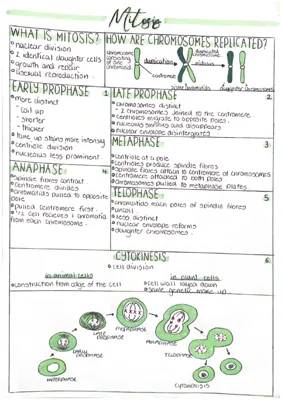 Mitosis and Meiosis for A Level Biology - Study Notes and Diagrams