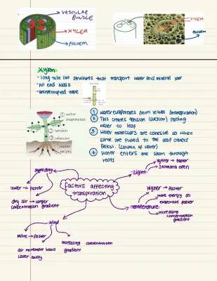 Xylem and phloem 