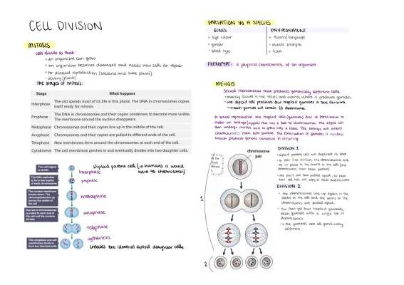 4 Stages of Mitosis and the Difference Between Mitosis and Meiosis