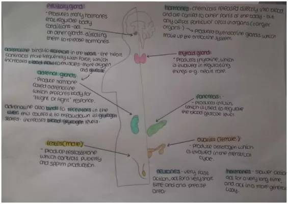 body hormones 