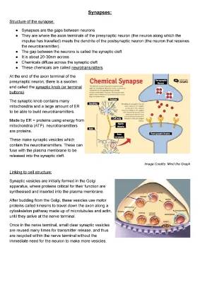 Exploring the Synapse: Neuron Diagram and Neurotransmitter Magic