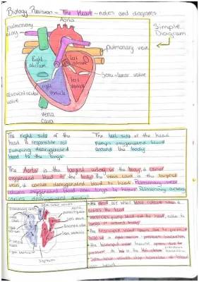 Learn About the Heart: How It Works and the Big Differences Between Veins and Arteries!