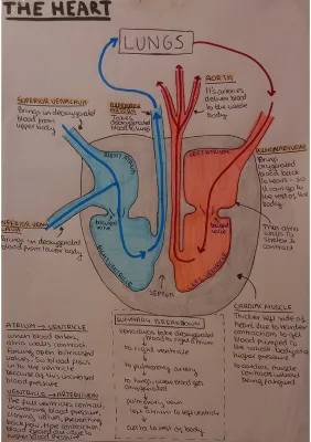 Helpful IGCSE Biology Heart Notes PDF | Heart Diagram & Past Papers