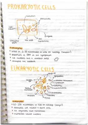 prokaryotic & eukaryotic cells 