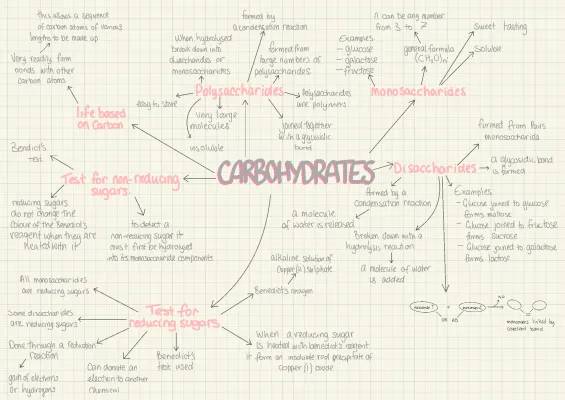 carbohydrates mind map