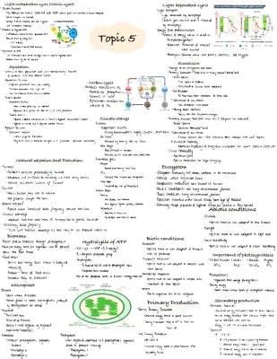 How Plants Make Food: The Calvin Cycle, Chloroplasts, and Species Differences