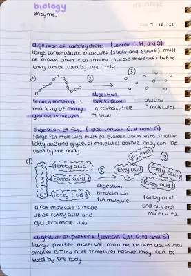 How Your Body Digests Carbs, Proteins, and Fats: Fun Diagrams and Easy Tips