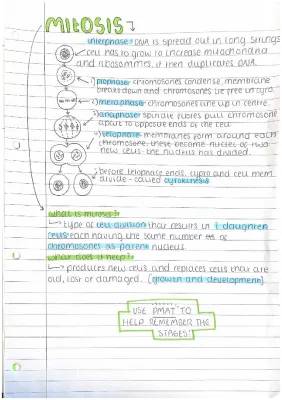 Stages of Mitosis GCSE - How to Get a 9 in Biology AQA