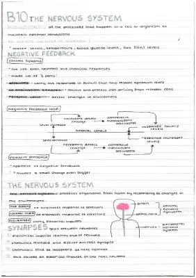 How Negative Feedback and Synapses Work: Fun Science for Kids