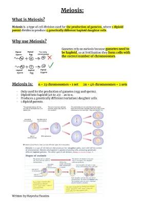 Meiosis Stages Explained: Diagrams and Importance in Reproduction