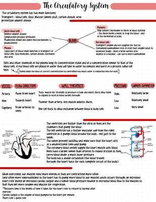 Fun and Easy Circulatory System Facts for GCSE and A Level