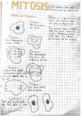 mitosis