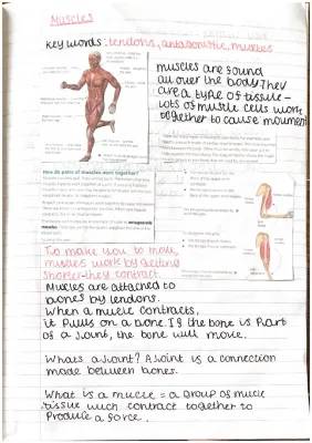 How Do Antagonistic Muscles Work? Learn About Tendons and the Human Skeleton