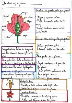 Parts of a Flower and How They Work - Diagrams and Pollination Explained