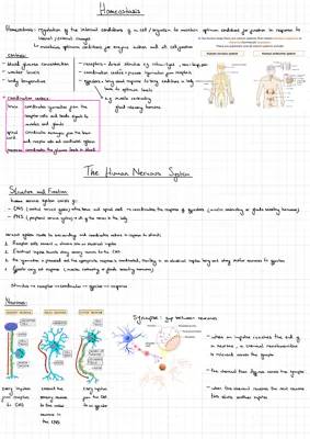 How Your Body Works: Nervous System and Blood Sugar Control