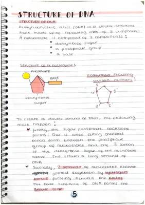 DNA Structure and Replication Fun Notes PDF with Answers