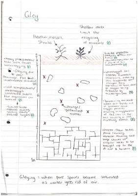 Gley and Podzol Soils: Easy Notes for Kids - Waterlogging, Characteristics, Profiles & More