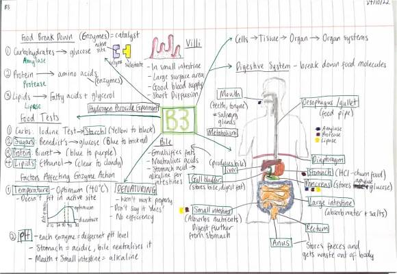 GCSE Biology Digestive System Enzymes Worksheet and Answers