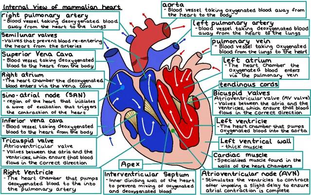 A Level Biology Heart Fun: Diagrams, Labels, and Activities