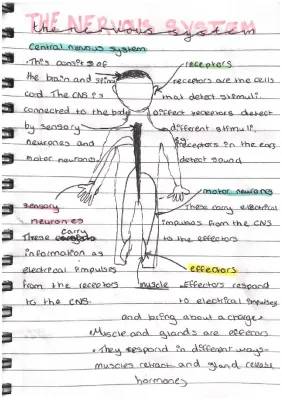 How the Nervous System Works for Kids: Diagrams, Functions, and Cool Facts!