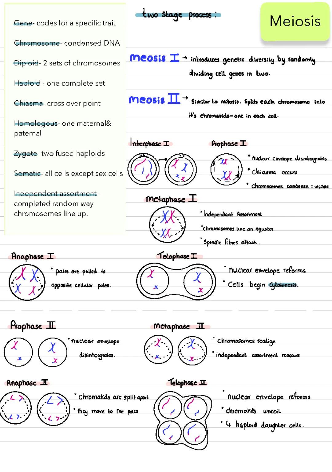 visual aid of meiosis 
