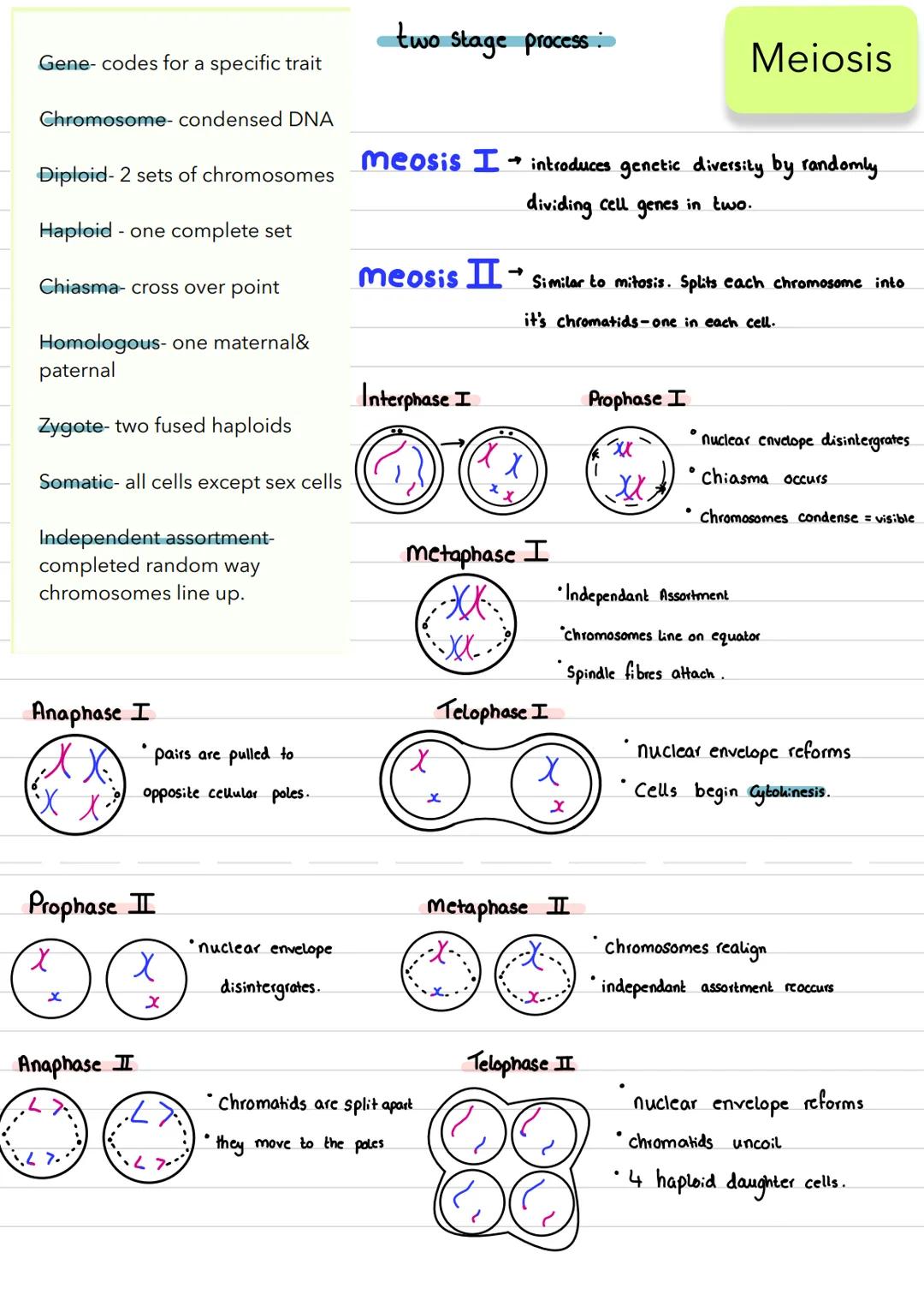 Gene- codes for a specific trait
Chromosome- condensed DNA
Diploid-2 sets of chromosomes
Haploid - one complete set
Chiasma- cross over poin