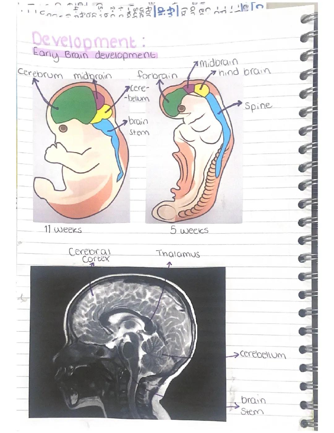 AQA GCSE PSYCHOLOGY DEVELOPMENT NOTES