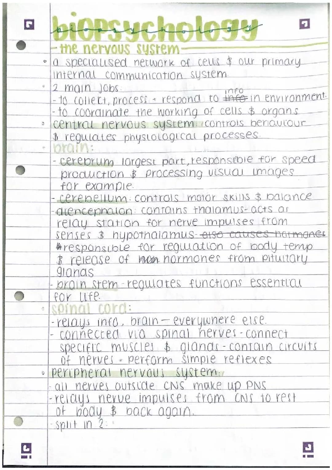 AQA Psychology Biopsychology Summary for A Level PDF & Revision Notes