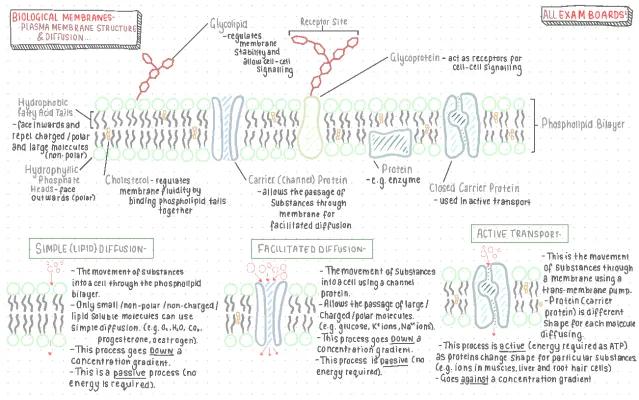 Know Cell Membrane & Types of Diffusion | A-Level Biology| All Exam Boards- OCR, Edexcel, AQA thumbnail