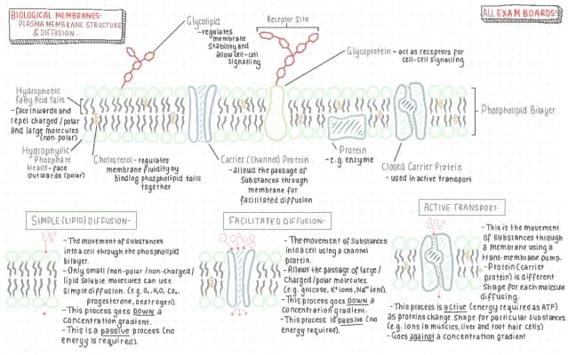 Know Cell Membrane & Types of Diffusion | A-Level Biology| All Exam Boards- OCR, Edexcel, AQA thumbnail