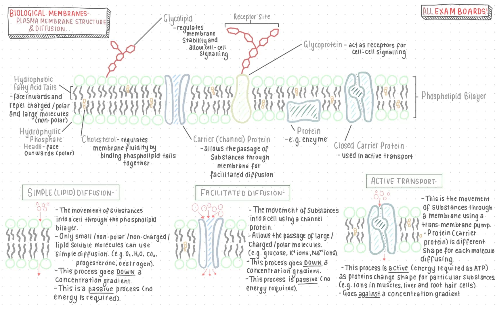 BIOLOGICAL MEMBRANES-
PLASMA MEMBRANE STRUCTURES
& DIFFUSION..
2«««««««
{{{}}{}
Hydrophobic
fatty Acid Tails
-face inwards and
repel charged