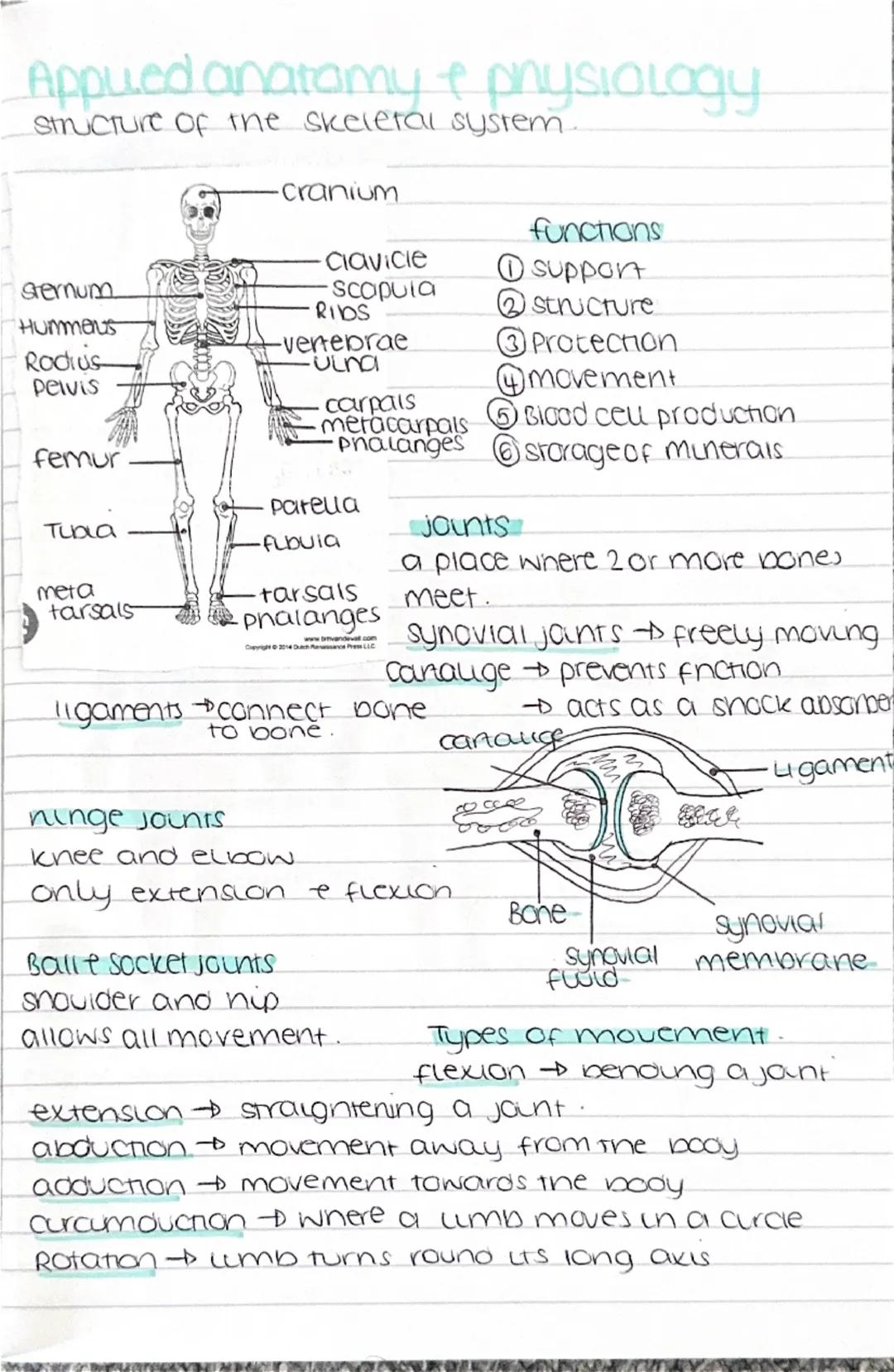# Appued anatamy & physiology
Structure of the skeletal system.

- cranium

- Clavicle
functions
Sternum
- scapula
① support
Hummeus
- RIDS

