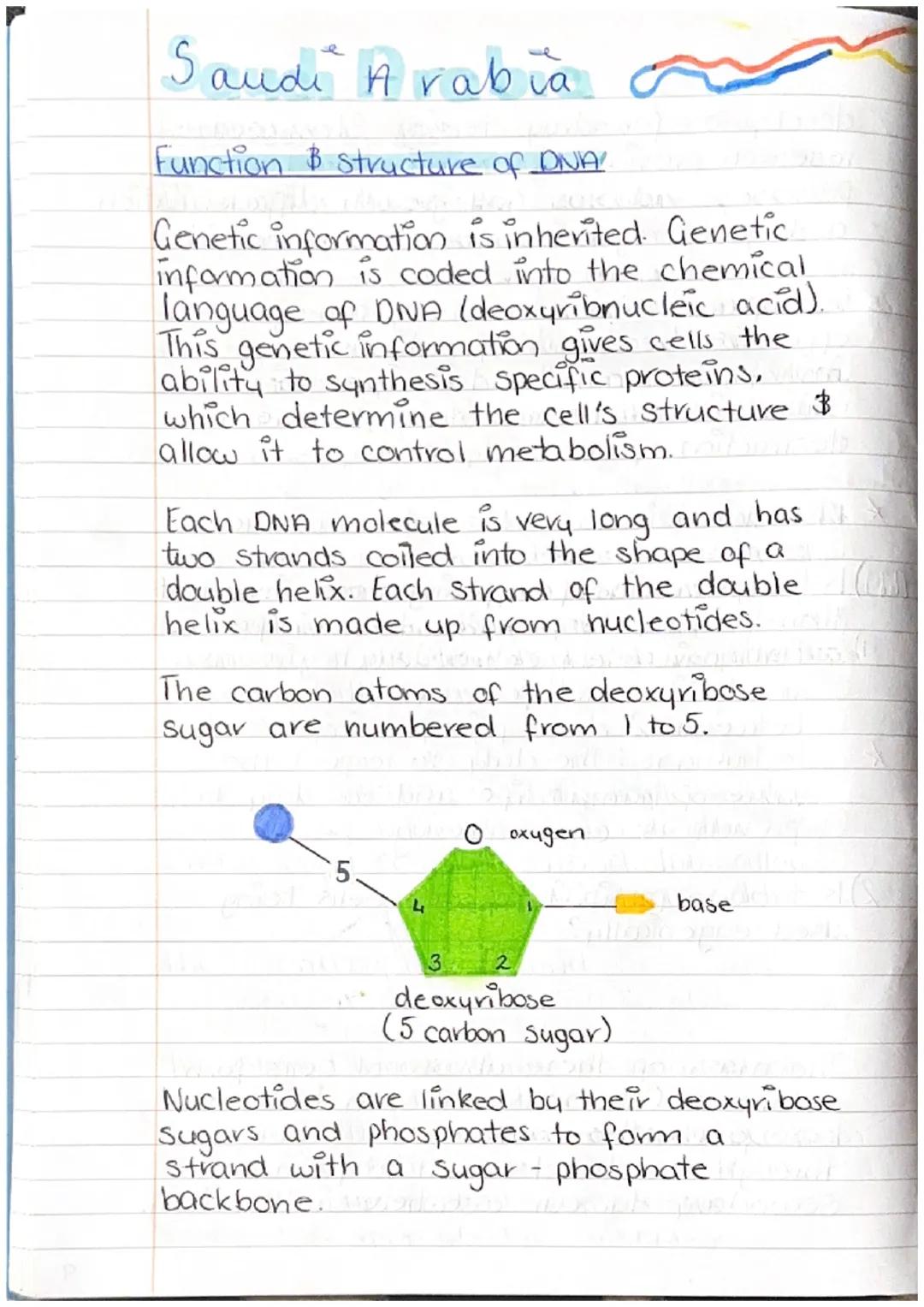 Bahrain S
A human is a multicellular organism
made from animal cells.
Cell -> Tissue -> Organ -> System
Animal Cell ultra structure
Cell all