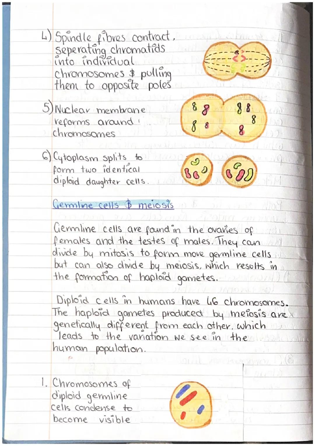 Bahrain S
A human is a multicellular organism
made from animal cells.
Cell -> Tissue -> Organ -> System
Animal Cell ultra structure
Cell all