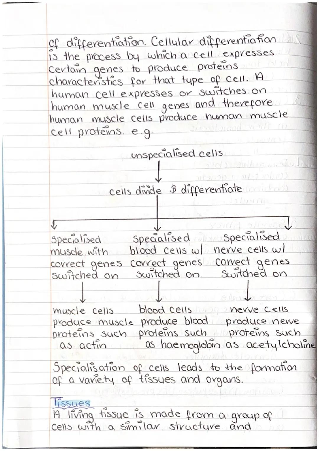 Bahrain S
A human is a multicellular organism
made from animal cells.
Cell -> Tissue -> Organ -> System
Animal Cell ultra structure
Cell all