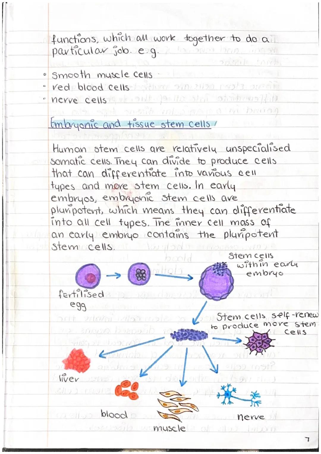 Bahrain S
A human is a multicellular organism
made from animal cells.
Cell -> Tissue -> Organ -> System
Animal Cell ultra structure
Cell all