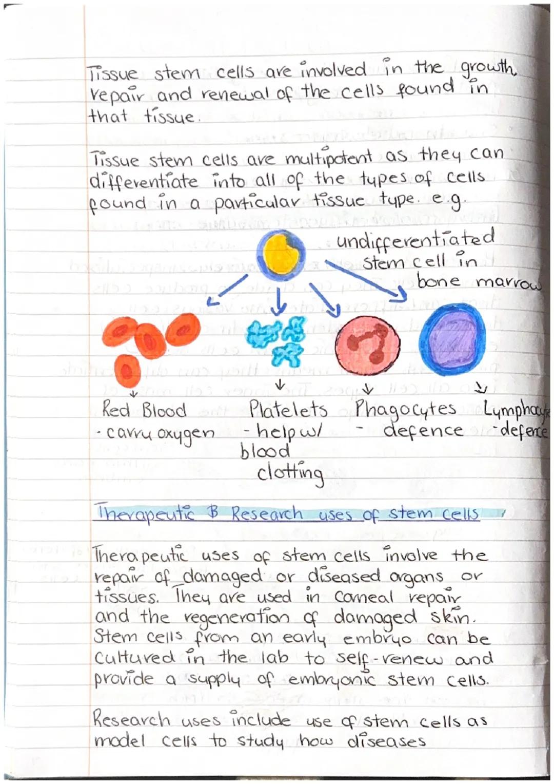 Bahrain S
A human is a multicellular organism
made from animal cells.
Cell -> Tissue -> Organ -> System
Animal Cell ultra structure
Cell all