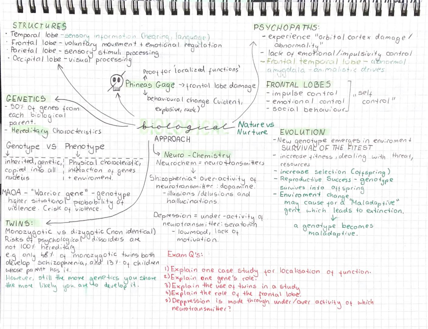 STRUCTURES
• Temporal lobe-sensory information Chearing, language)
Frontal lobe-voluntary movement + emotional regulation
• Occipital lobe S