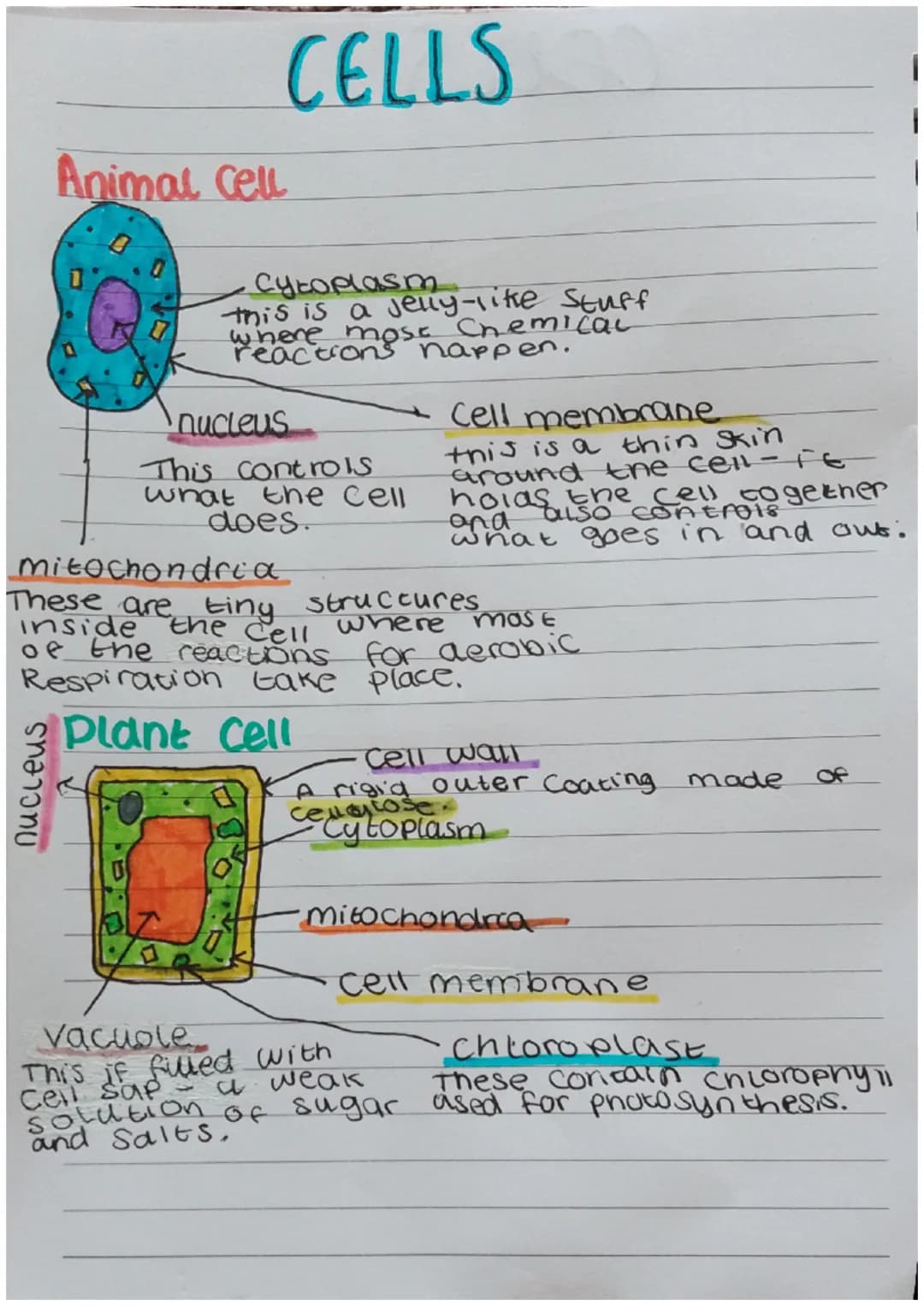 รูทยาวทบ
CELLS
Animal cell
1'
Cytoplasm
this is a jelly-like Stuff
where most Chemical
reactions happen.
nucleus
This controls
what the cell