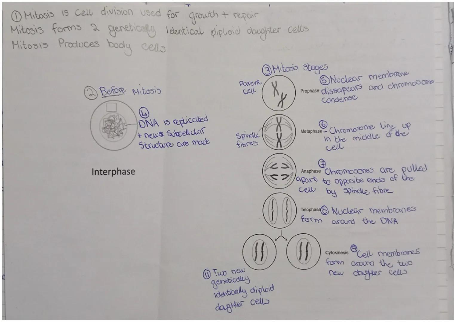 ①Mitosis is cell division used for growth + repair
Mitosis forms 2 genetically Identical cliploid daughter cells
Mitosis Produces body cells