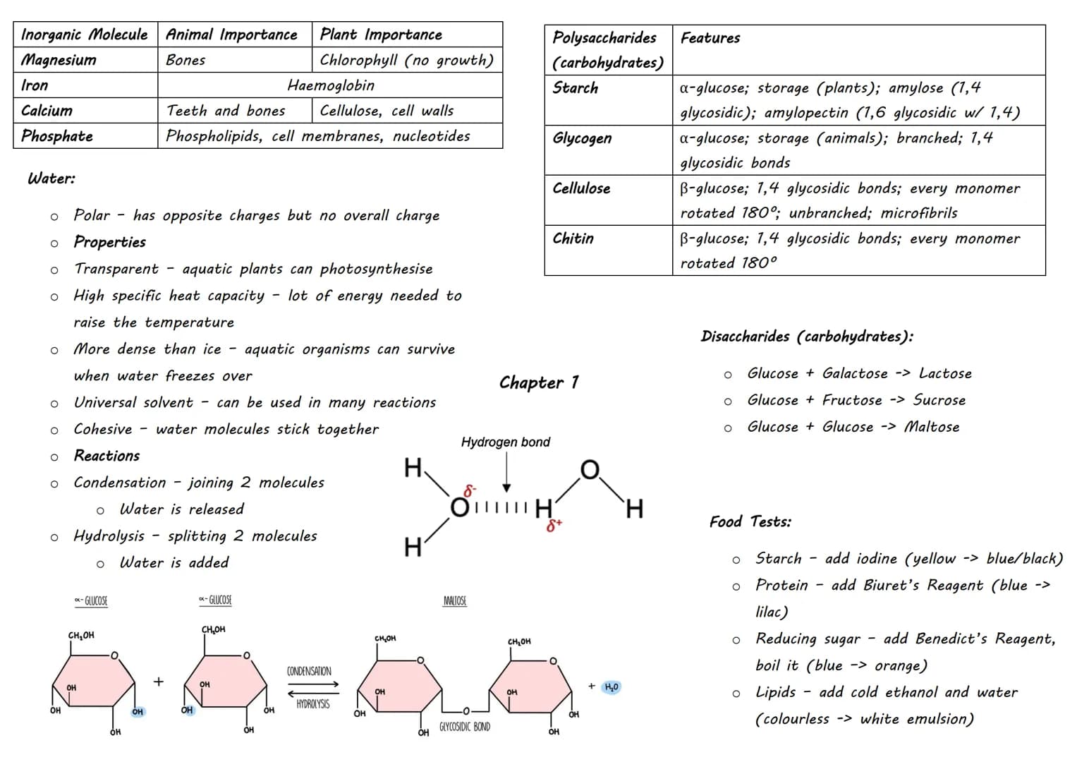 Inorganic Molecule Animal Importance
Magnesium
Bones
Iron
Calcium
Phosphate
Water:
O
Polar - has opposite charges but no overall charge
o Pr