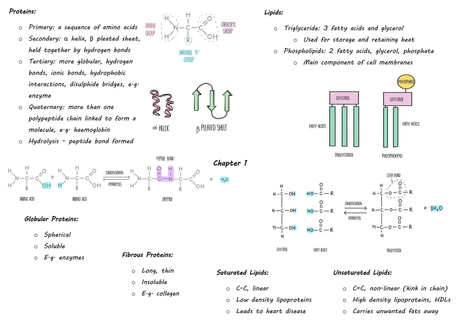 Inorganic Molecule Animal Importance
Magnesium
Bones
Iron
Calcium
Phosphate
Water:
O
Polar - has opposite charges but no overall charge
o Pr