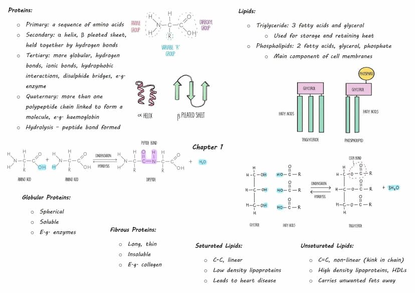 Inorganic Molecule Animal Importance
Magnesium
Bones
Iron
Calcium
Phosphate
Water:
O
Polar - has opposite charges but no overall charge
o Pr