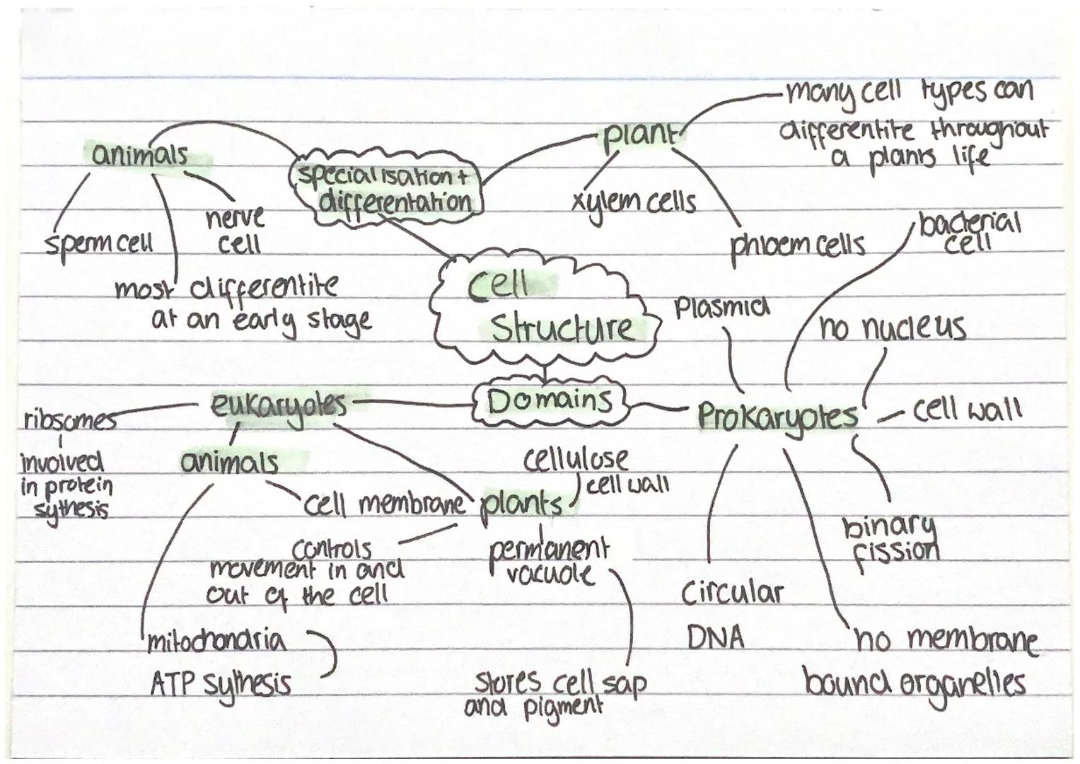 ribsomes
animals
Plant
special isation +
•many cell types can
differentite throughout
a plants life
nerve
differentation
xylem cells
bacteri