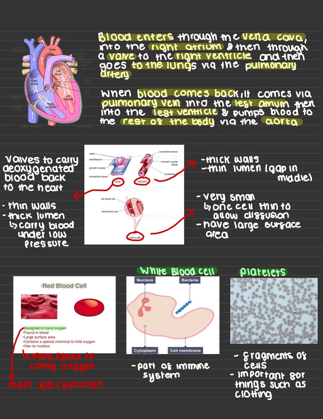 WARNING:
This may not include all
content as these notes
were made for GCSEs
2022, where quite a
Sew topics were
disregarded due to
COVID OR