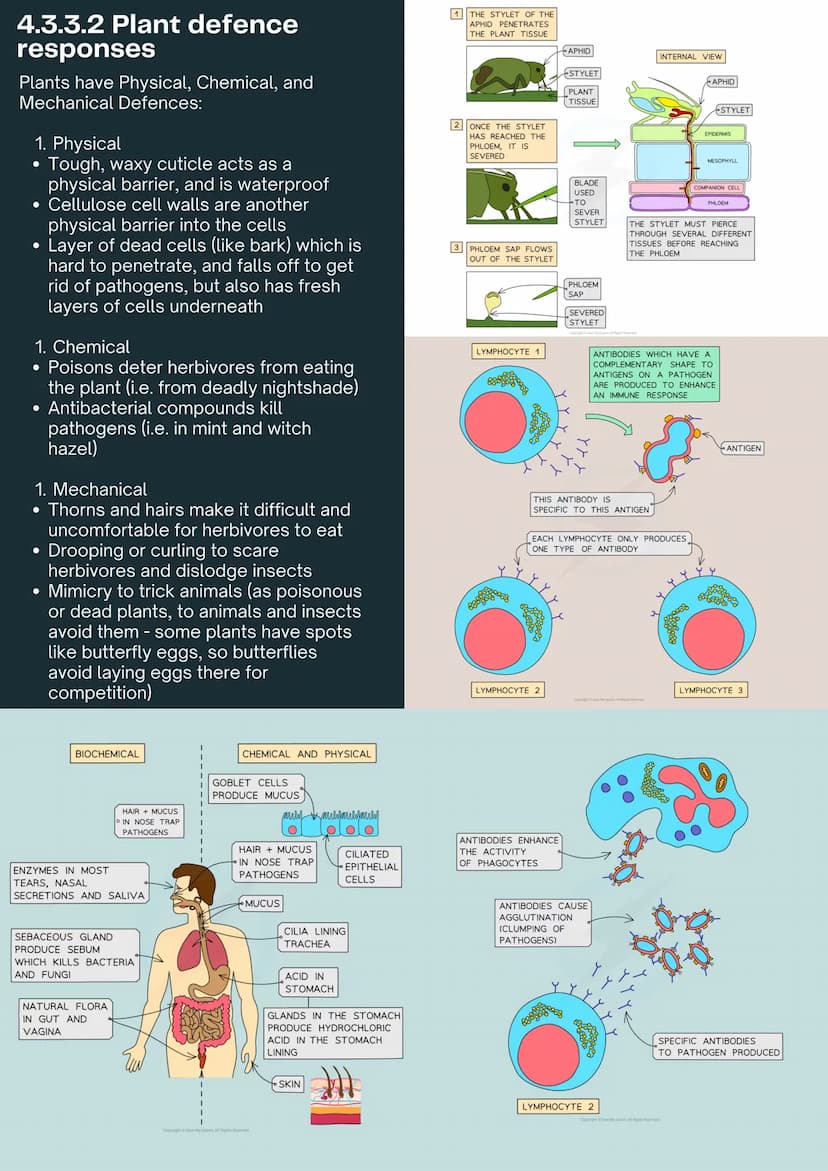 4.3
INFECTION
& RESPONSE
4.3.1 - Communicable
Disease
4.3.1.1 - Communicable
(Infectious) Diseases
Pathogens are microorganisms that cause
i