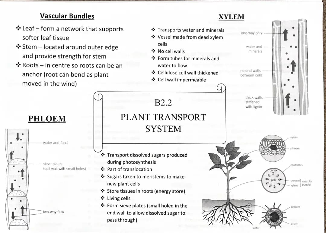 PLANT TRANSPORT SYSTEM 
