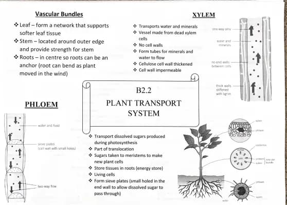 Know PLANT TRANSPORT SYSTEM  thumbnail