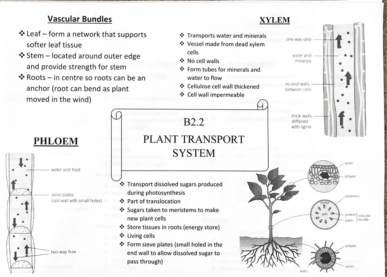 Vascular Bundles
Leaf- form a network that supports
softer leaf tissue
Stem - located around outer edge
and provide strength for stem
Roots 