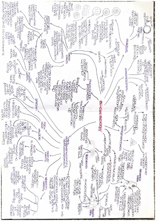 Know GCSE AQA Biology Combined Science Paper 1 B1-B4 Mindmaps thumbnail